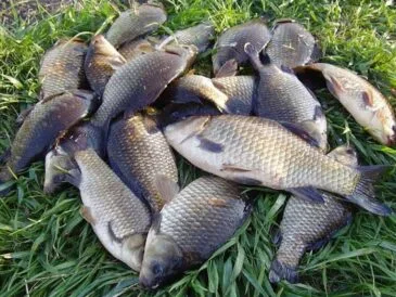 Риболовля на карася в липні: коли клює, де шукати і на що ловити