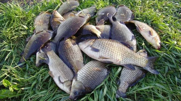 Риболовля на карася в липні: коли клює, де шукати і на що ловити