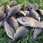 Клев при +30°C: как жара влияет на активность рыбы в водоемах Украины