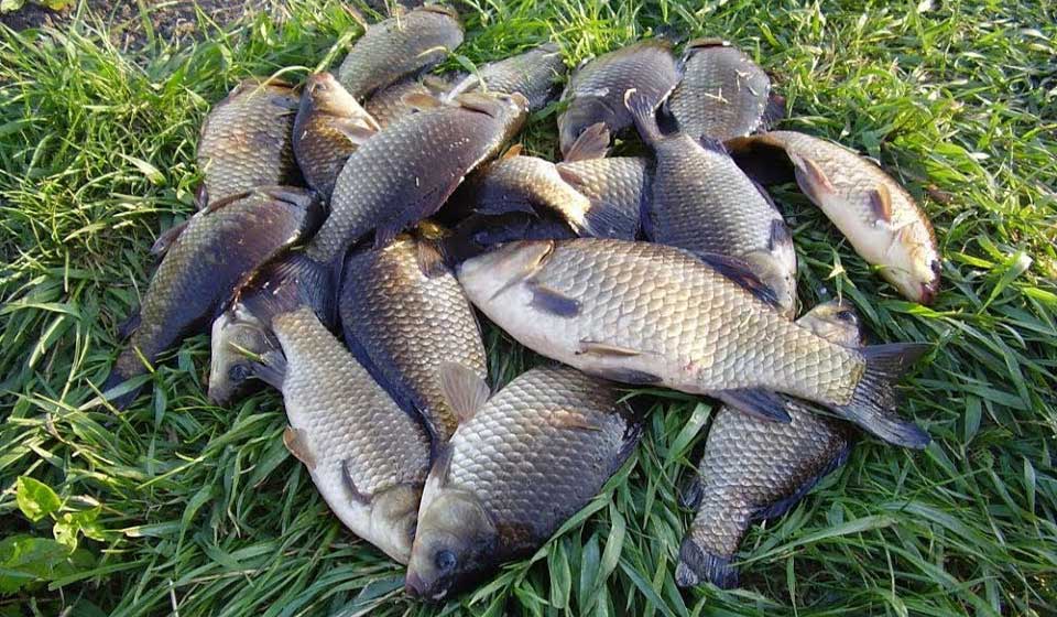 Рыбалка на карася в июле: когда клюет, где искать и на что ловить