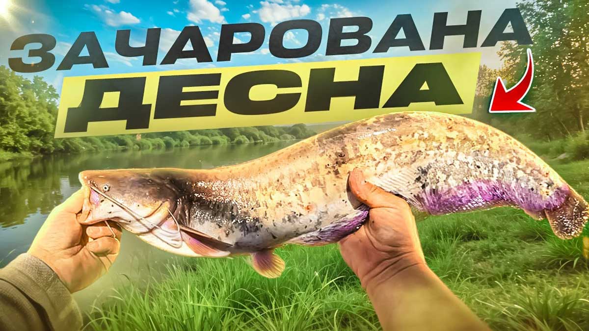 Риболовля на віби на Десні