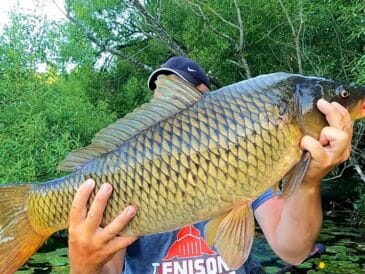 Лучшая насадка на сазана для диких прудов