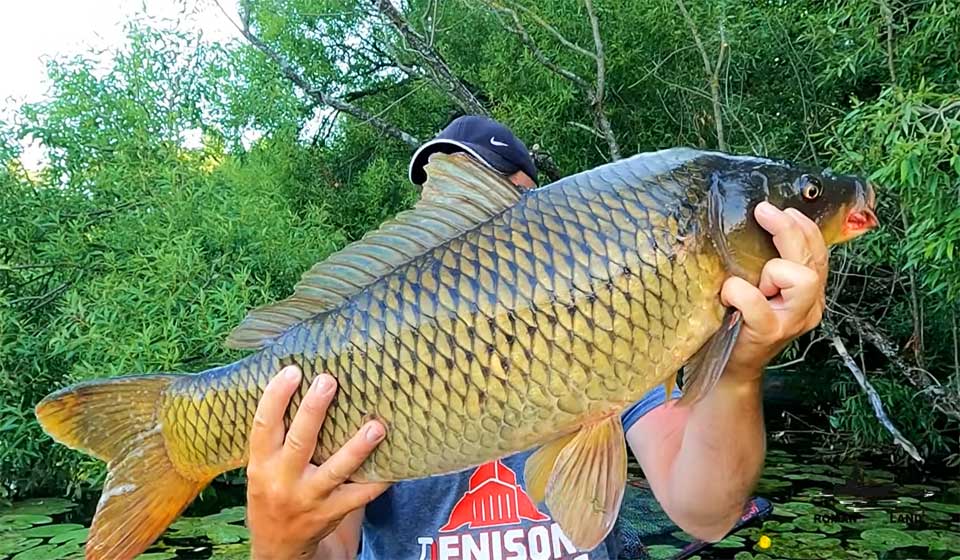 Найкраща насадка на сазана для диких ставків