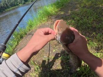 Сом вместо судака: неожиданный улов на вибы на Десне