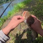 Ловля коропа на яскраві бойли: тактика одиночної насадки в липні