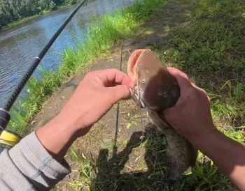Трофейний сом на віб у липні. Як зловити хижака