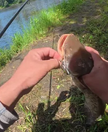 Трофейний сом на віб у липні. Як зловити хижака