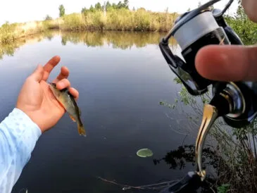 В Україні через спеку набирає популярності спінінговий мормишинг