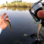 Чеснок в прикормке на леща: эксперты о «перезагрузке» клева в теплой воде