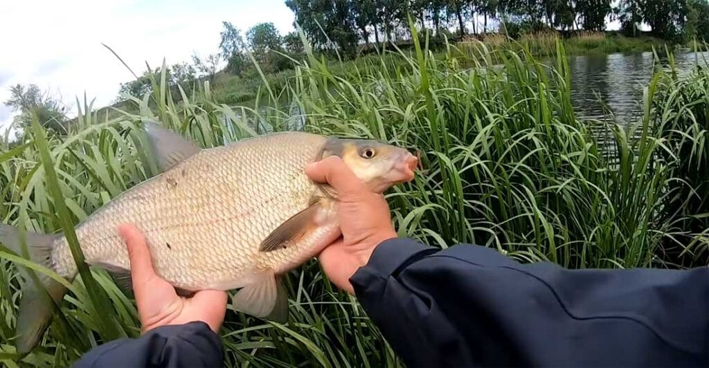 Что такое спиннинговый мормышинг и его ключевые отличия
