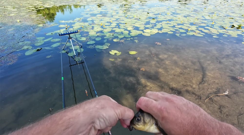 Тактика ловли карася летом: как подать насадку и когда подсекать?