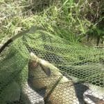 Ловля карася після грози: що змінюється на водоймі?