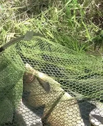 Спека і трофейний лящ: що кажуть досвідчені фідерісти