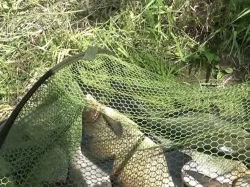 Спека і трофейний лящ: що кажуть досвідчені фідерісти