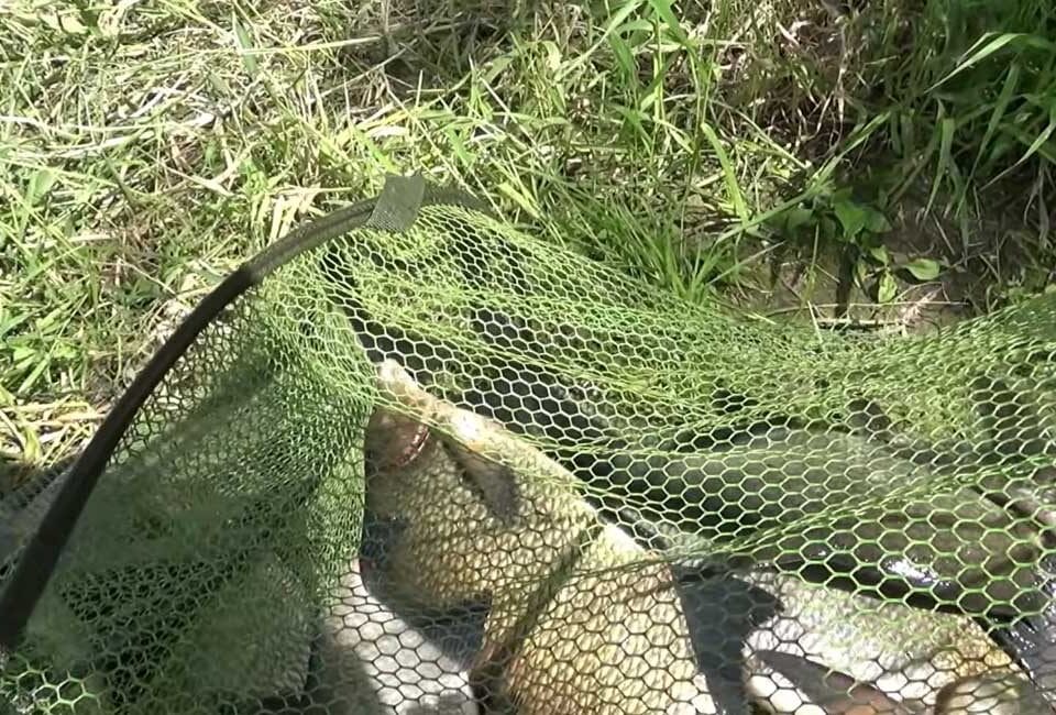 Жара и трофейный лещ: что говорят опытные фидеристы