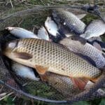 Як вибрати бойли для коропа: прості поради експерта