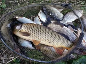 Кльов при +30°C: як спека впливає на активність риби у водоймах України