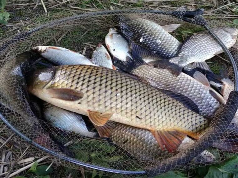 Кльов при +30°C: як спека впливає на активність риби у водоймах України