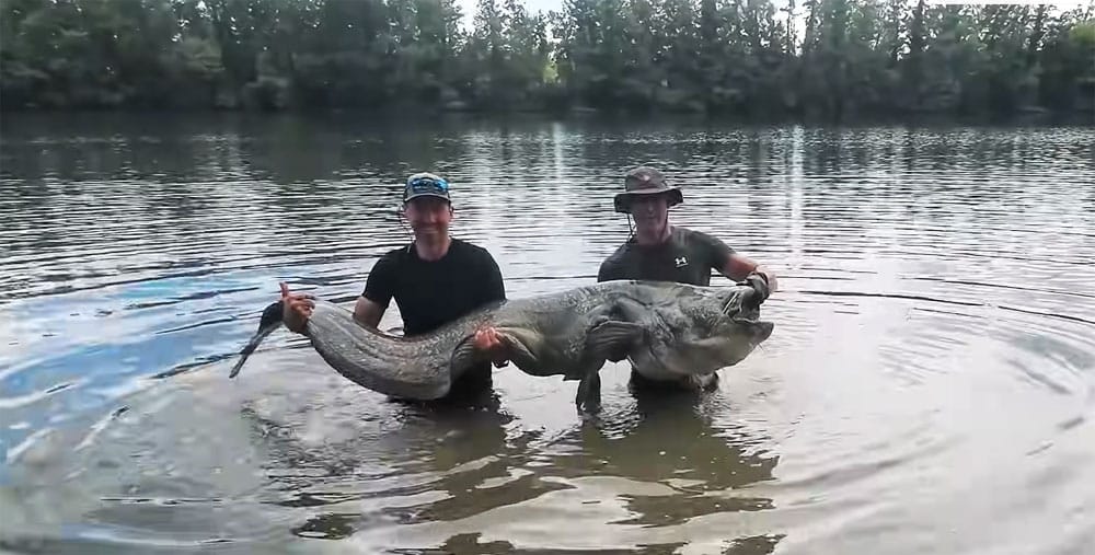 Важные особенности: чем сом отличается от других рыб