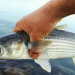 Рыбак раскрыл секрет ловли судака и щуки в мутной воде (Видео)