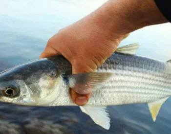 У Чорному морі заборонили вилов кефалі під час нересту