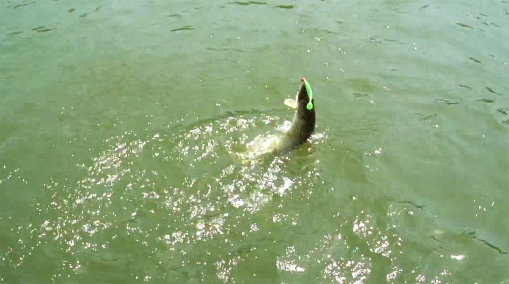 Где искать щуку на озере или водохранилище