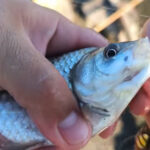 Спиннингисты переходят на мелкие уокеры для ловли окуня в «котлах»