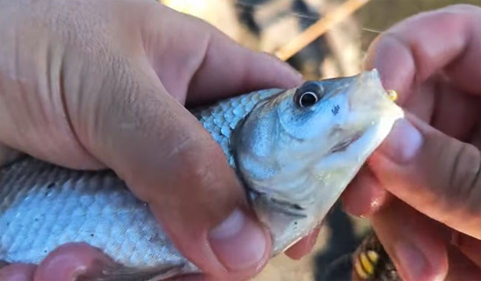 Как заставить карася клевать в полдень