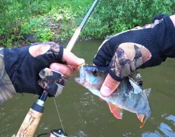 Каролінська оснастка "оживила" кльов: рибалки відзначають результат по пасивному судаку та окуню