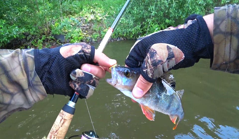 Каролинская оснастка "оживила" клев: рыболовы отмечают результат по пассивному судаку и окуню