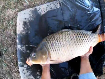 Карп на 10 кг в конце лета: сработали бойлы с необычным запахом
