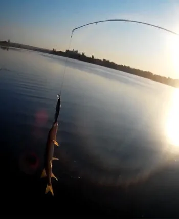 Клювання щуки та місяць: дослідження виявило найкращі дні