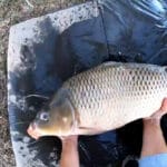 Наприкінці серпня рибалкам рекомендують переходити на осінню прикормку для коропа