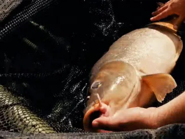 Як ловити коропа в серпні