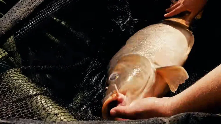 Як ловити коропа в серпні