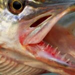 Карась вечером: 5 главных отличий от дневной рыбалки, которые нужно знать