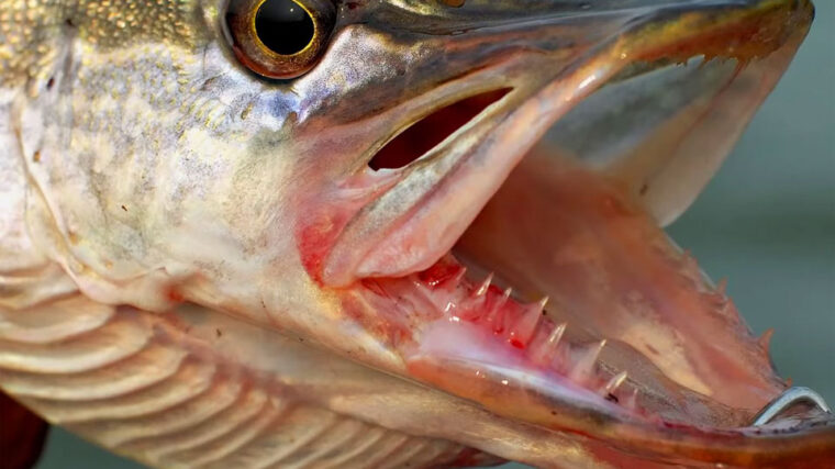 Рыболовные узлы: почему из-за них срывается трофей