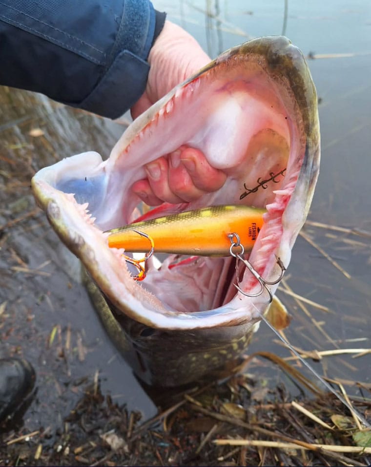 Крупные приманки на щуку в августе