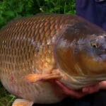 В Украине поймали редкую рыбу из Красной книги — марену