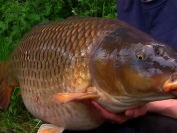 OMC Fishing Tackle показали летнюю тактику ловли карпа