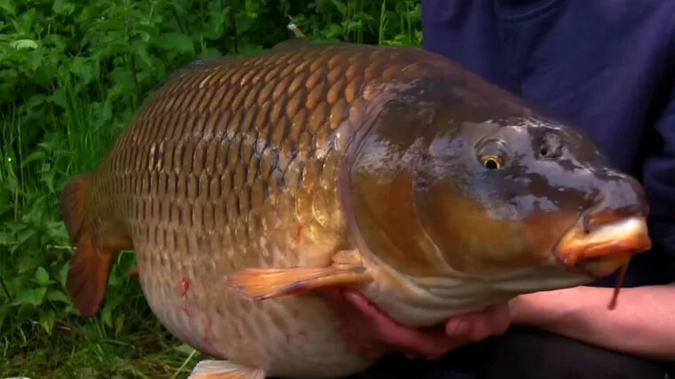 OMC Fishing Tackle показали літню тактику ловлі коропа