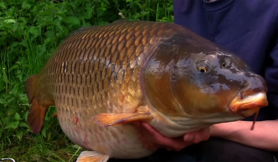 OMC Fishing Tackle показали літню тактику ловлі коропа