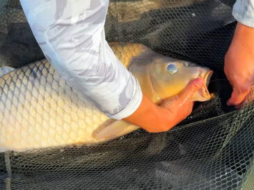 Карпфишинг: 7 рабочих лайфхаков, которые не подводили