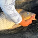 Короп у серпні: як обрати снасті та прикормку для трофейної риби