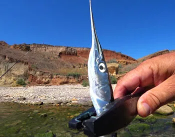 Морська риболовля: як зловити саргана на пількер в Одесі