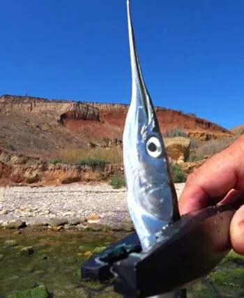 Морська риболовля: як зловити саргана на пількер в Одесі