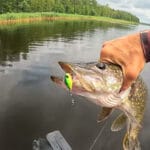 Шнур или леска для фидера? Эксперты назвали плюсы и минусы