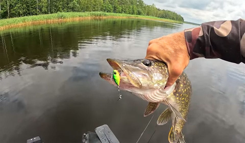 Ловля щуки летом: снасти, техника и советы