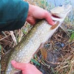 Прикормка в годівницю на карася, яка працює за 15 хвилин