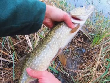 Ловля щуки на живця в серпні: найкращі місця